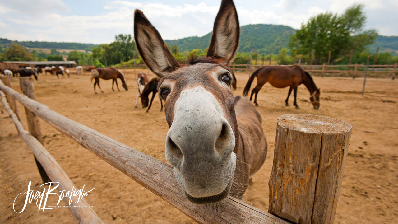 Fable: DON'T ARGUE WITH DONKEYS