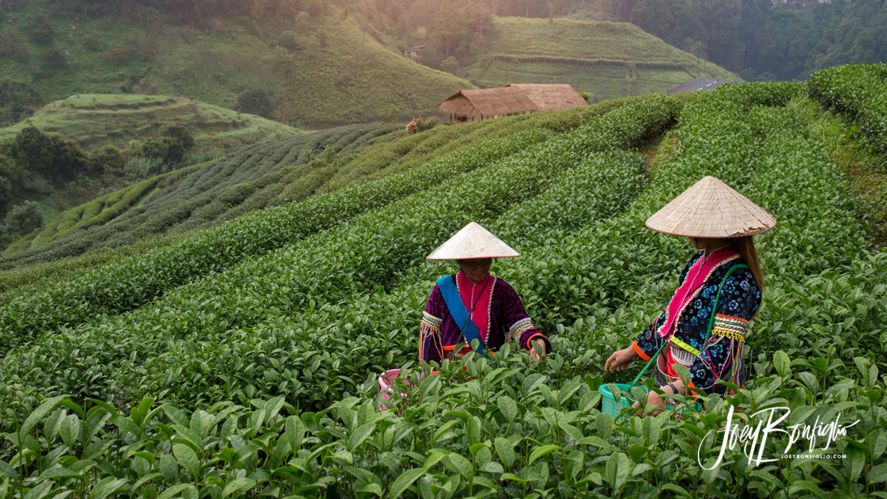 The Chinese Farmer: Embracing Life's Ups and Downs